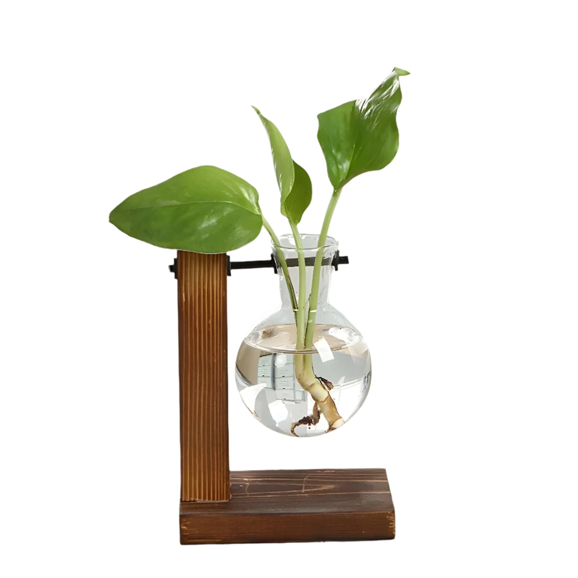 Chic Hydroponic Glass Terrarium for Stunning Decor - Maxavendi