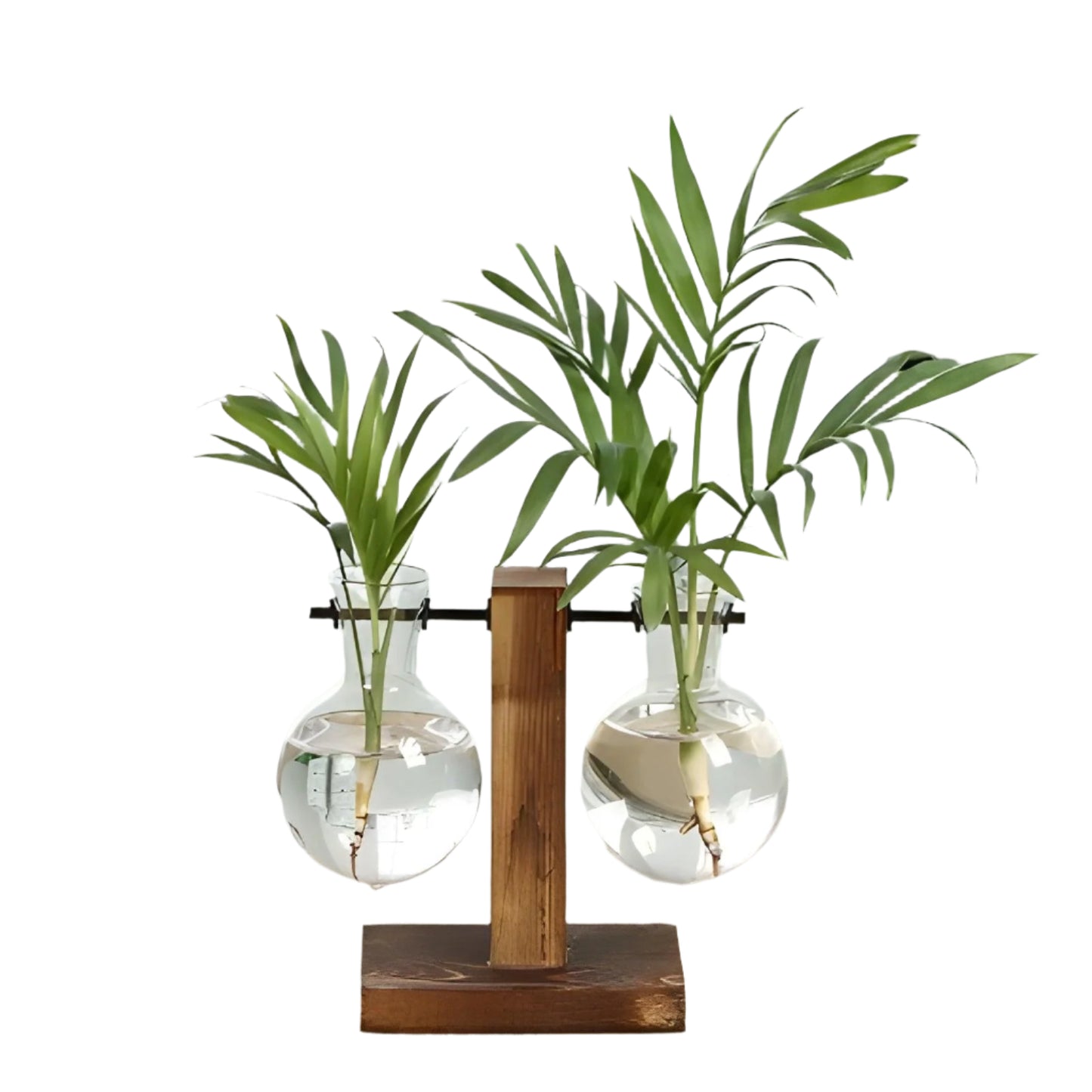 Chic Hydroponic Glass Terrarium for Stunning Decor - Maxavendi